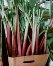 Rhubarbe