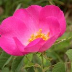 Rosier ancien violet