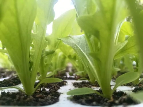 Le Chemin des Jardins Pépinière et Semences