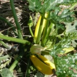 Courgette multicolores