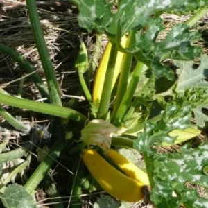 Courgette multicolores